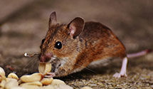24 Hour & Emergency Exterminators in Martinsburg, NY